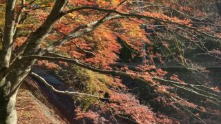 甲州紅葉巡り
