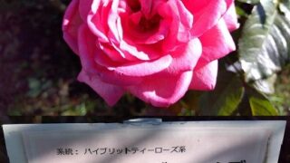 公園の癒しの香り